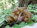 Gyromitra californica image