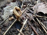 Helvella solitaria image