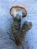 Polyporus tuberaster image