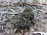 Morchella snyderi image