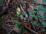 Mycena leptocephala image