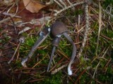Mycena galopus var. nigra image