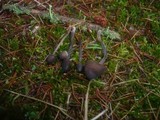 Mycena galopus var. nigra image