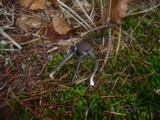 Mycena galopus var. nigra image