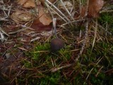 Mycena galopus var. nigra image