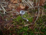 Mycena galopus var. nigra image