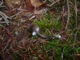 Mycena galopus var. nigra image