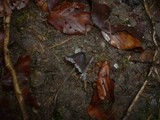 Mycena galopus var. nigra image