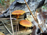 Gymnopilus sapineus image