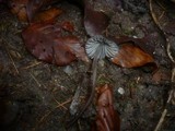 Mycena galopus var. nigra image