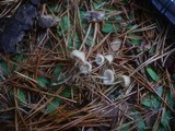 Mycena metata image