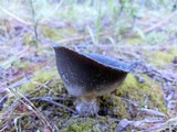 Helvella leucomelaena image