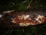 Phanerochaete sanguinea image