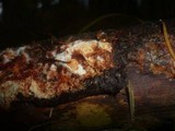Phanerochaete sanguinea image