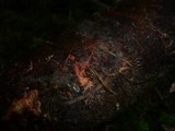 Phanerochaete sanguinea image
