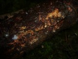 Phanerochaete sanguinea image