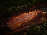 Phanerochaete sanguinea image