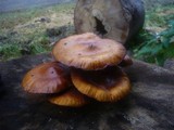 Pholiota limonella image