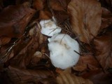 Ripartites tricholoma image