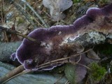 Trichaptum fuscoviolaceum image