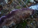 Trichaptum fuscoviolaceum image