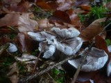 Tricholoma scalpturatum image