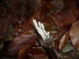 Clavulina rugosa image