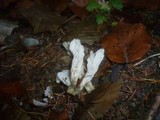 Clavulina rugosa image