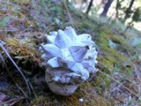 Calvatia sculpta image