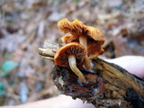 Gymnopilus sapineus image