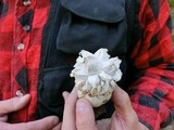 Calvatia sculpta image