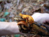 Gymnopilus sapineus image