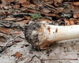 Amanita brunnescens image