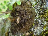 Leptogium coralloideum image