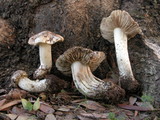Inocybe haemacta image