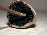 Panaeolus papilionaceus var. parvisporus image