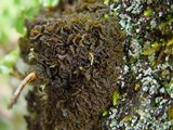 Leptogium coralloideum image