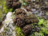Collema fasciculare image