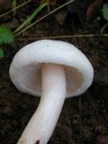 Hygrophorus eburneus image