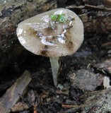 Bolbitius reticulatus image