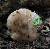 Bolbitius reticulatus image