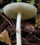 Amanita multisquamosa image