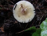 Amanita multisquamosa image