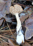Hydnum umbilicatum image