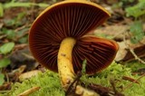Cortinarius cinnamomeus image