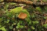 Cortinarius cinnamomeus image