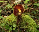 Cortinarius cinnamomeus image