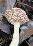 Hydnum umbilicatum image