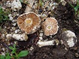 Amanita boudieri var. beillei image