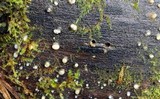 Helicogloea compressa image